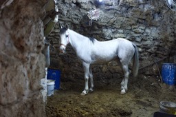 A fehér ló Hebronban