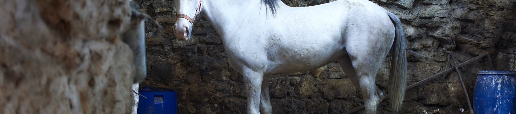 A fehér ló Hebronban